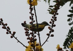 Cinnyris asiaticus