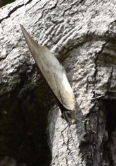 Archaeoprepona demophon