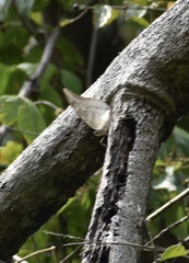 Archaeoprepona demophon