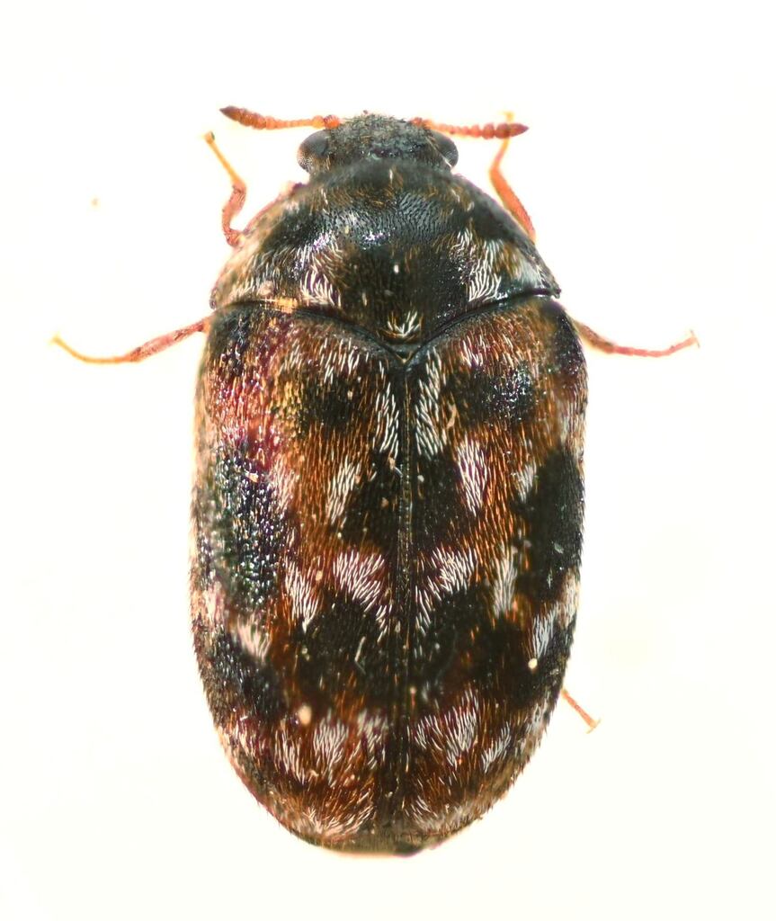 Tricolored Carpet Beetle