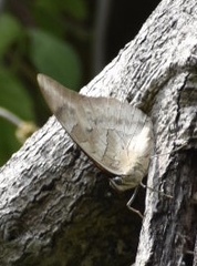 Archaeoprepona demophon