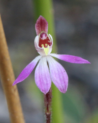 Caladenia bartlettii