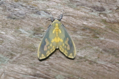 Castrica phalaenoides