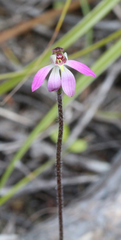 Caladenia bartlettii