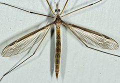 Tipula sayi