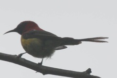 Aethopyga gouldiae