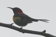 Aethopyga gouldiae