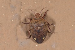Solenosthedium bilunatum