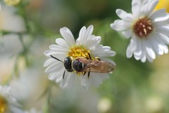 Philanthus