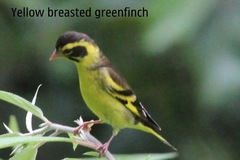 Chloris spinoides