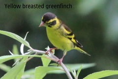 Chloris spinoides
