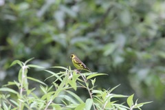 Chloris spinoides