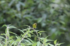 Chloris spinoides