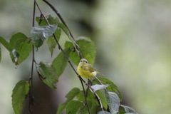 Phylloscopus xanthoschistos