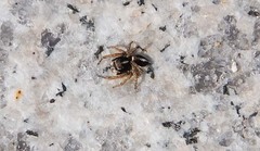 Attulus albolineatus