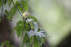 Phylloscopus xanthoschistos