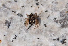 Attulus albolineatus