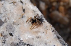 Attulus albolineatus