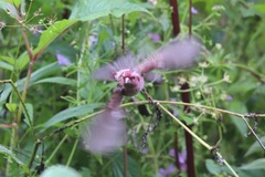 Carpodacus rodochroa