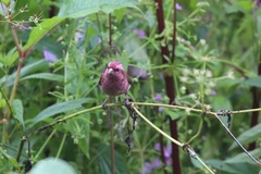 Carpodacus rodochroa