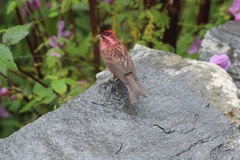 Carpodacus rodochroa