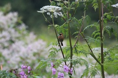 Pyrrhula erythrocephala