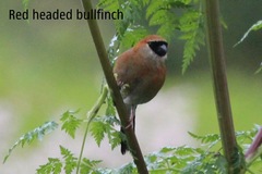 Pyrrhula erythrocephala