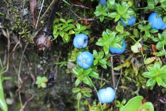 Gaultheria trichophylla
