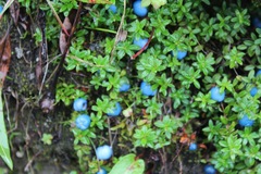Gaultheria trichophylla