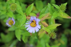 Aster himalaicus