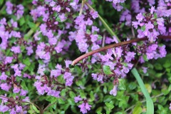 Thymus linearis