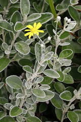 Brachyglottis × jubar