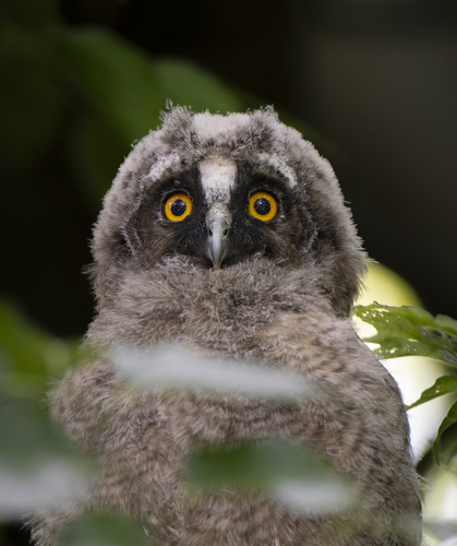 Hibou moyen-duc, jeune