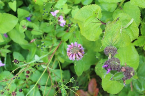 Kashmir sage (Phlomis cashmeriana)