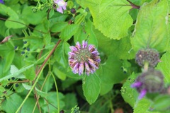 Phlomideae