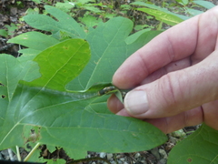 Papilio troilus troilus