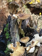 Pluteus granularis