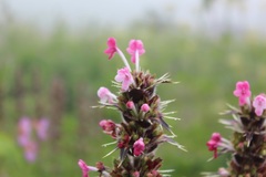 Morina longifolia