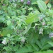 Codonopsis viridis - Photo (c) Satyen Mehta, μερικά δικαιώματα διατηρούνται (CC BY-NC), uploaded by Satyen Mehta