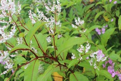 Koenigia polystachya