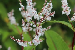 Koenigia polystachya