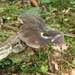 Lactarius picinus - Photo (c) Marco Vicariotto, some rights reserved (CC BY-NC-ND), uploaded by Marco Vicariotto