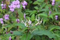 Koenigia polystachya