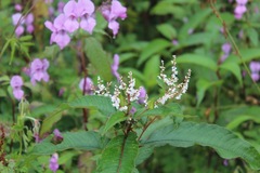 Koenigia polystachya