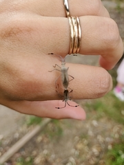 Chariesterus antennator