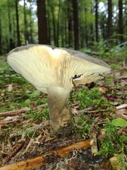 Lactarius picinus