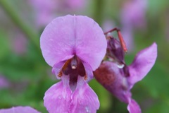 Impatiens sulcata