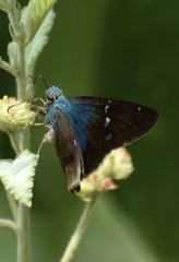 Astraptes brevicauda