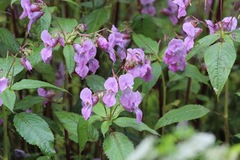 Impatiens sulcata