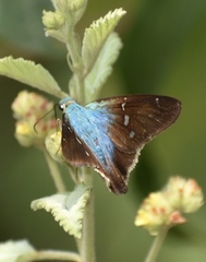 Astraptes brevicauda